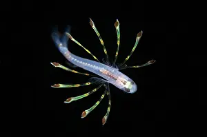 Dash: Juvenile Cardinalfish