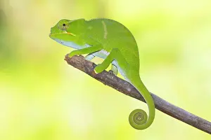 Adaption: Juvenile chameleon (Furcifer bifidus) on branch