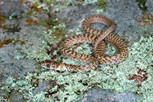 Flagellum: Juvenile Coachwhip Snake