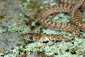 Flagellum: Juvenile Coachwhip Snake