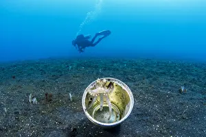 Scrap: Juvenile coconut octopus (Octopus marginatus) sheltering
