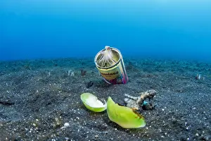 Scrap: Juvenile coconut octopus (Octopus marginatus) sheltering