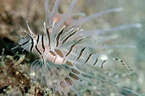 Painful: Juvenile Common Lionfish Kareko Point dive site