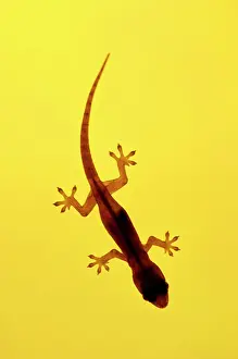 Attracted: A juvenile Common (Spiny-tailed) House Gecko hunts