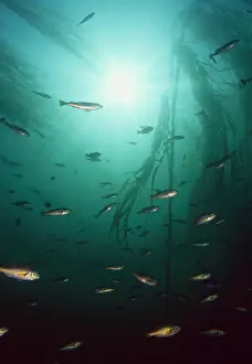 Kelp: Juvenile Copper Rockfish hiding among, Giant