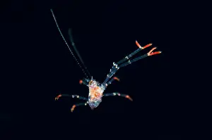 Decopod: Juvenile Crab with extended claws - floating in