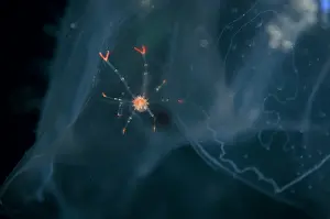Jelly: Juvenile Crab with extended claws - inside Comb