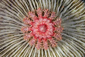Ring: Juvenile Crown-of-thorns Seastar