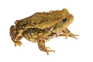 Marinus: Juvenile Cururao Toad (Rhinella icterica) isolated
