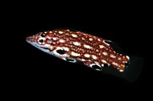 Hogfish: Juvenile Diana's Hogfish