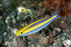 030822: Juvenile Double Whiptail - Kubu, Tulamben, Karangasem Regenc