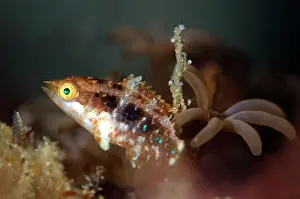 Bimaculatus: Juvenile Doublespot Wrasse Boulders dive site, Horseshoe