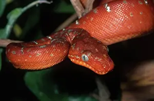 Corallus: Juvenile Emerald Tree Boa
