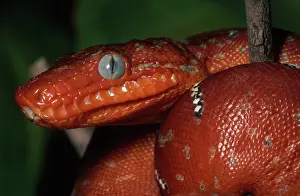 Corallus: Juvenile Emerald Tree Boa