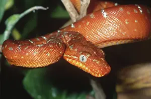Corallus: Juvenile Emerald Tree Boa