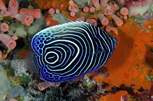 Emperor: Juvenile Emperor Angelfish