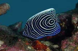 Jemeluk: Juvenile Emperor Angelfish - Jemeluk Bay Gallery