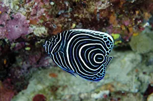 Imperator: Juvenile Emperor Angelfish - Nudi Rock dive site