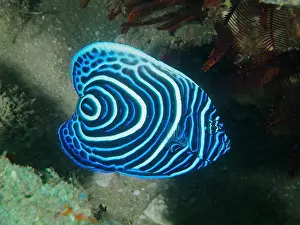 Emperor: Juvenile Emperor Angelfish (Pomacanthus imperator)