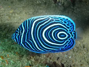 Emperor: Juvenile Emperor Angelfish (Pomacanthus imperator)