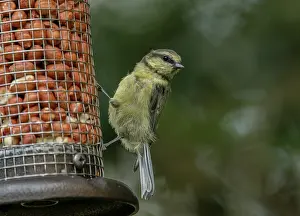 Cyanistes: Juvenile Eurasian blue tit, Cyanistes caeruleus
