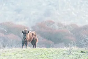 Grazer: Juvenile European Bison (Bison bonasus) in dune landscape