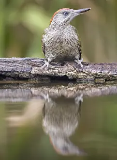 Bekes: Juvenile European Green Woodpecker (Picus virid