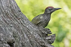 Viridis: Juvenile european green woodpecker (Picus viridis)