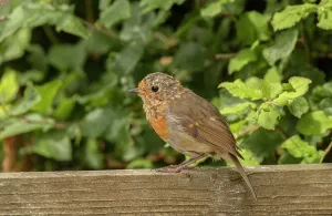 Moulting: Juvenile European Robin, Erithacus rubecula, moulting