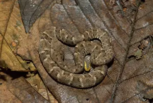 Lance: Juvenile Fer-de-lance (Bothrops atrox)