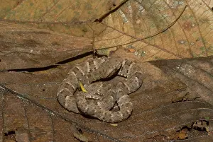 Lance: Juvenile Fer-de-lance (Bothrops atrox)