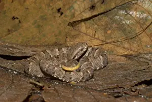 Lance: Juvenile Fer-de-lance (Bothrops atrox)
