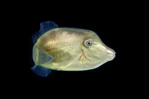 Filefish: Juvenile Filefish