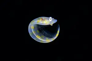 Blackwater: Juvenile Flathead