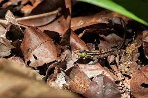 080120: A juvenile forest whiptail lizard (Kentropyx ca