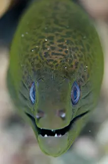 Ampat: Juvenile Giant Moray Eel