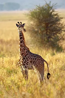 Tippelskirchi: Juvenile Giraffe, Giraffa camelopardalis