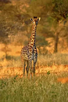 Tarangire: Juvenile Giraffe, Giraffa camelopardalis
