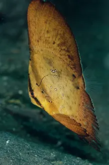 Spadefish: Juvenile Golden Spadefish