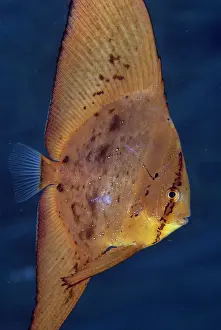 Straits: Juvenile Golden Spadefish