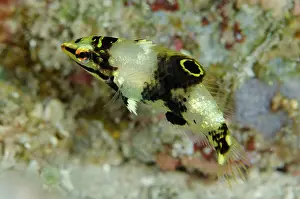 Halichoeres: Juvenile Goldstripe Wrasse California Dreaming dive