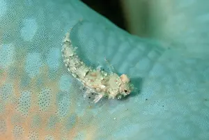 Laevigata: Juvenile Goram Dragonet on Sea Star (Linckia laevigata)