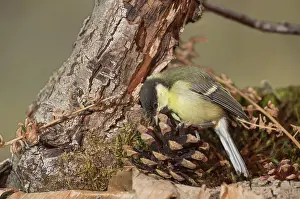 Insectivorous: Juvenile of great tit, (Parus major) searching food