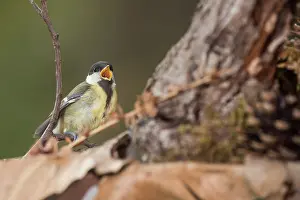 Sing: Juvenile of great tit (Parus major) singing, Liguria, Italy