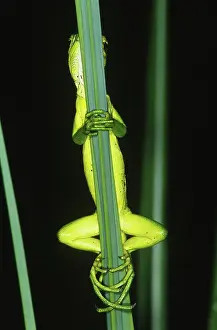 Clasping: Juvenile Green Iguana (Iguana iguana)