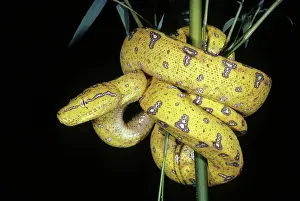 Morelia: Juvenile Green Tree Python, 1 of 3
