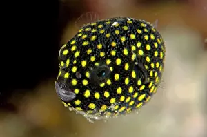 Arothron: Juvenile Guineafowl Puffer Wainilu dive site, Rinca