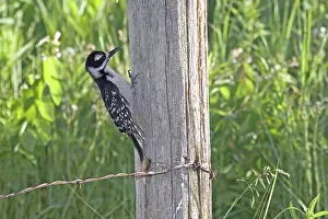 Villosus: Juvenile Hairy Woodpecker
