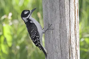 Villosus: Juvenile Hairy Woodpecker
