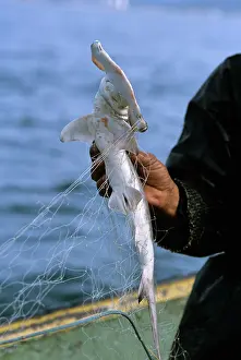 Sphyrna: Juvenile Hammerhead Shark in net